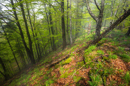 Misty mood in primeval forest. Bieszczady Mountains, Carpathians.の写真素材