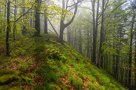 Misty mood in primeval forest. Bieszczady Mountains, Carpathians.の写真素材