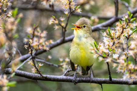 Singing bird on a branch. Icterine warbler, Hippolais icterina.の写真素材