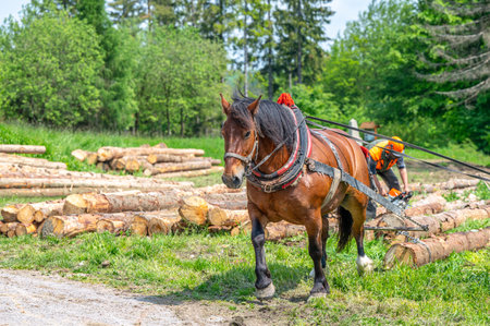 A horse working in the forest. Using a horse for pulling logs in forestry. Carpathian Mountains, Slovakia.の写真素材