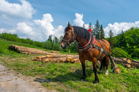 A horse working in the forest. Using a horse for pulling logs in forestry. Carpathian Mountains, Slovakia.の写真素材