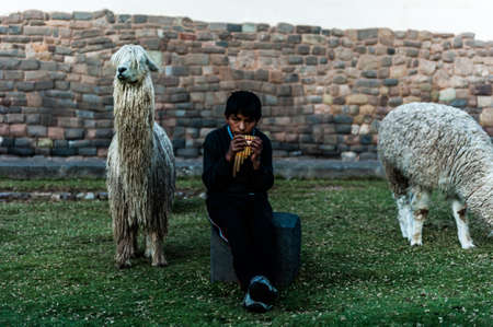 Peruvian boy sitting with llamas and  playing on the panpipe one the Cusco, Peru.のeditorial素材
