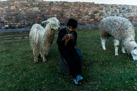 Peruvian boy sitting with llamas and  playing on the panpipe one the Cusco, Peru.のeditorial素材