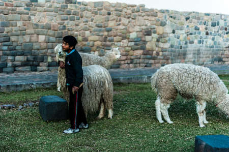 Peruvian boy sitting with llamas and  playing on the panpipe one the Cusco, Peru.のeditorial素材