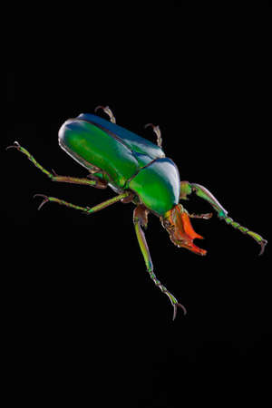 beetle insect