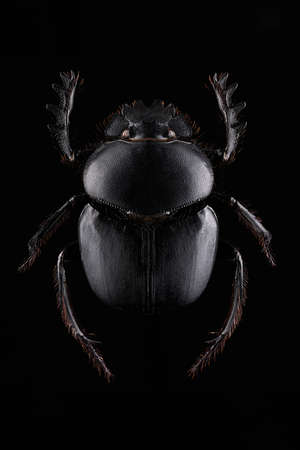 beetleの写真素材