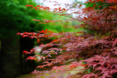 maple leavesの写真素材