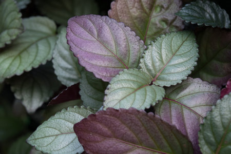 green purple leaf backgroundの写真素材