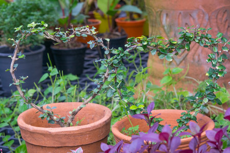 Small bonsai tree bending into heart shapeの写真素材