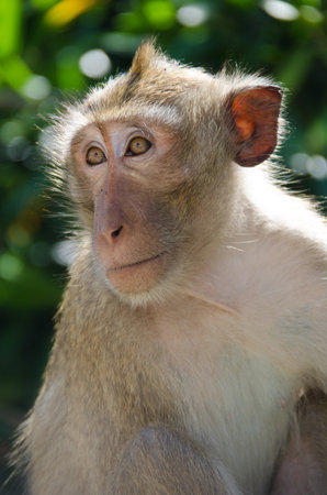 Closeup Monkey (Crab-eating macaque) on tree in Lopburi,Thailand