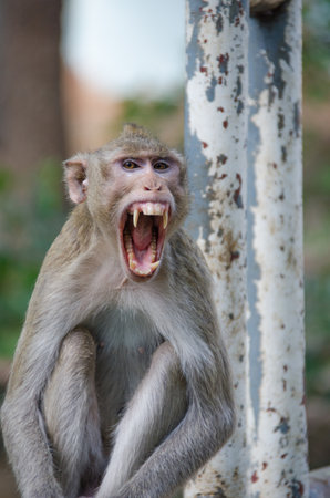 Angry Monkey (Crab-eating macaque) in Lopburi,Thailand