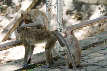 Three monkeys (crab eating macaque) grooming one another in Lopburi,Thailand