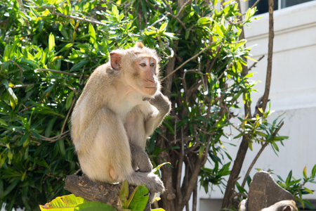 Bored Monkey (Crab-eating macaque) on tree in Lopburi,Thailand