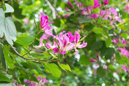 Purple Bauhinia flower in gardenの写真素材
