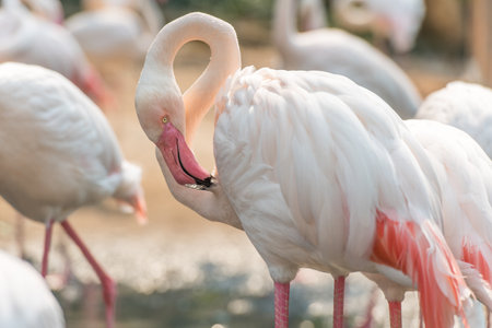 Group of pink flamingos in Chiang Mai Zooの写真素材
