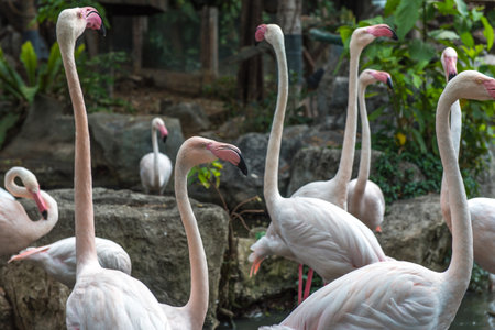 Group of pink flamingos in Chiang Mai Zooの写真素材