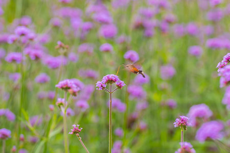 Hummingbird hawk moth (Macroglossum stellatarum) sucking nectar from purple flower (Verbena bonariensis)の写真素材