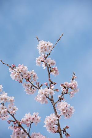 Beautiful cherry blossom sakura and blue skyの写真素材