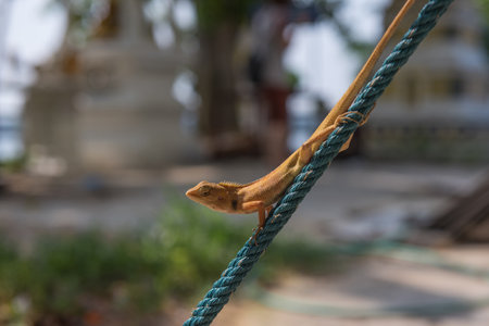Orange lizard on the ropeの写真素材