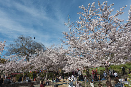 KYOTO, JAPAN - April 5, 2016 : People enjoy spring season by partaking Hanami festivals in Maruyama Park. The annual festivals coincide with the seasonal blooming of the cherry blossoms.のeditorial素材