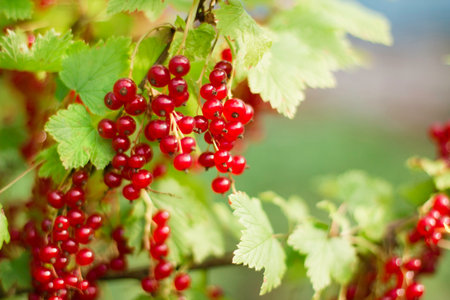 Branch of organic redcurrant growing in the garden