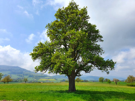 Old oak tree on a green meadow in the countryside of Switzerlandの写真素材