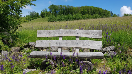 Wooden bench in a meadow with purple lupine flowersの写真素材