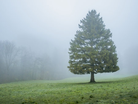 Foggy morning in the meadow with coniferous treesの写真素材