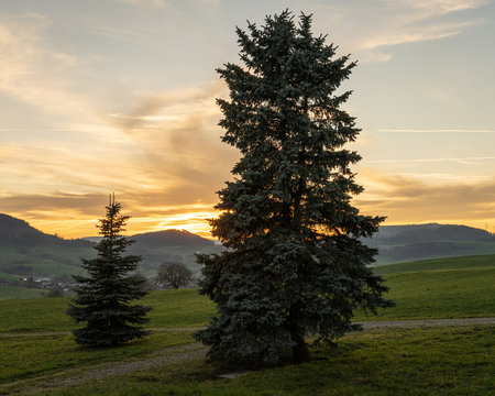 Fir trees in the meadow at sunset in the mountains.の写真素材