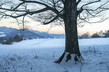Winter landscape with snow covered trees in the foreground and mountains in the backgroundの写真素材