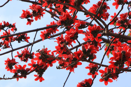 kapokの写真素材