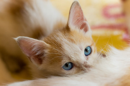 blue eyes kittenの写真素材