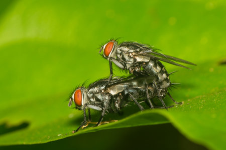 House fly on matingの写真素材