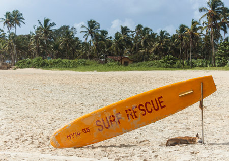 yellow Surf rescue board on the beach side was a shed for a dog in a hot dayの写真素材