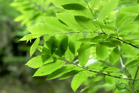 Green foliage