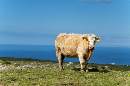 Cow at pasture  by the ocean at Western Irelandの写真素材