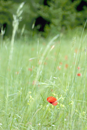  Poppies on a green meadowの写真素材