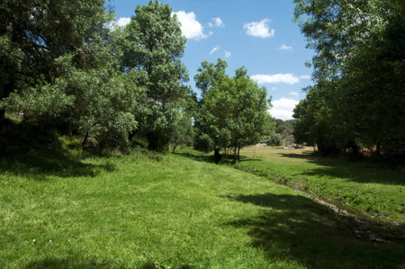 Grass green field with trees in sunny dayの写真素材