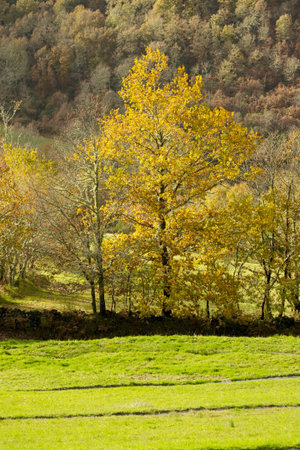 Trees at pasture at Northeastern Portugal in Autumnの写真素材