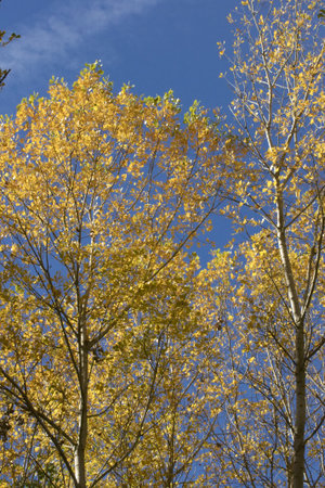 Trees in Autumn colors against blue skyの写真素材