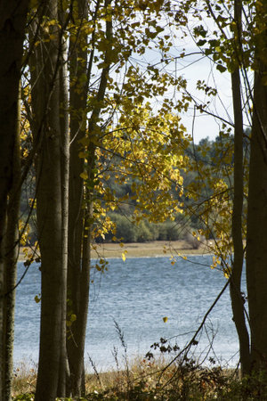 Lake between trees in Autumn between to lines of treesの写真素材