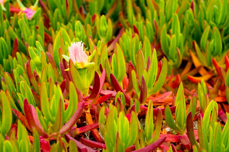 Area in the Sintra Cascais protected area invaded by hottentot-figの写真素材