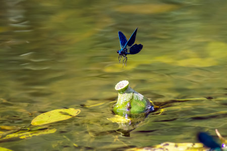 The Banded Demoiselle  Calopteryx splendens  の写真素材