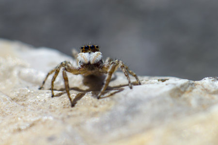 Jumping spider, Salticus scenicus, macro portrait