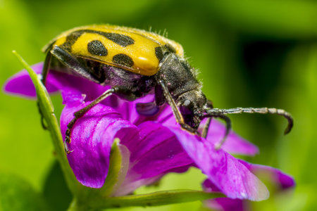 Portrait of a blackspotterd beetle