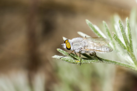 Portrait of a grey fly