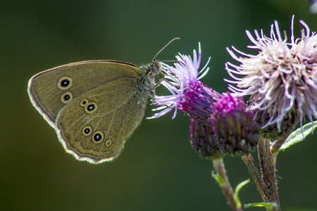 The Woodland Brown  Lopinga achine の写真素材