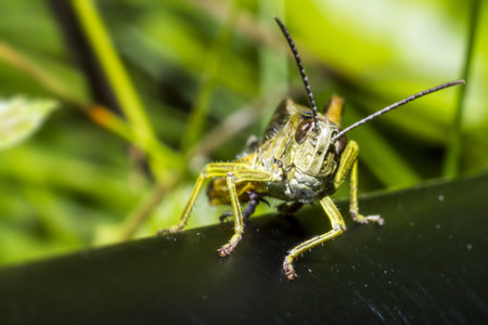 Portrait of a grasshopper