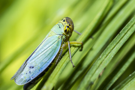 Portrait of a young flying grasshopper