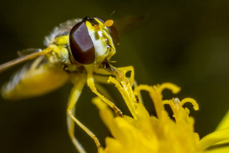 Portrait of a flyの写真素材